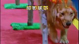 网红金毛“王子”被玩具恐龙吓到险些弃赛