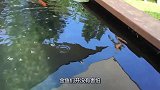 狗狗来到水池边，竟然和金鱼相互亲吻，画面令人暖心
