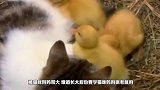 小黄鸭失去妈妈，被猫咪收养，两个月以后画风突变