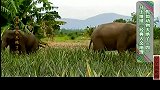 大象为何频繁袭击人类农田，如何驱逐大象？