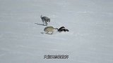 2头灰狼围攻一头狼獾，本以为手到擒来，结局让人意外！