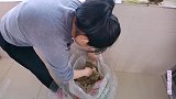 咸吃萝卜淡操心，挺好的白菜都烂了，储藏不当