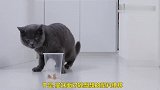 猫咪吃塑料杯里的食物，居然把整个头都伸进去了，太愚蠢了