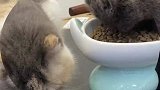 这两只猫咪是卧龙和凤雏，性格完美的匹配