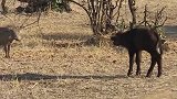 动物世界：小牛犊与疣猪家族的短暂对峙