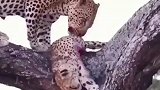 花豹和猎豹不是同类吗？怎么还把人家当食物给吃了