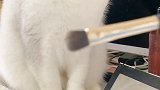 女孩子千万不要养小公猫！萌宠出道计划 呸式vlog