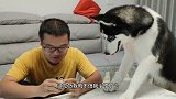 哈士奇面对扎满牙签的火腿会是啥反应？这二哈绝对纯