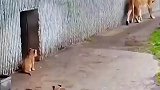 狮子爸爸趁老婆不注意揍孩子，结果悲剧了