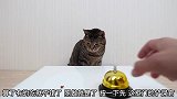 猫咪猜猫粮放在哪一个铃铛里，猫星人好本事一猜一个准