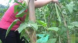 四川泡菜就应该这样做，不用加水，都非常好吃