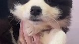 叔叔您看到以后理我一下，谢谢，但这只边牧确实比您头发多
