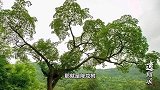全球唯一的降龙树在中国！日本富商曾经出价1亿购买，结果如何？