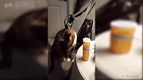 猫咪站在桌子上玩笔，它却直接把笔扔在了桌子下，真逗啊！