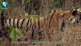 老虎再饿也有“3不杀”，几个特别的捕猎原则，森林之王名不虚传