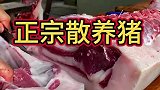 这才是散养的猪肉