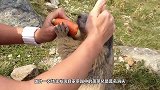 这只土拨鼠每天都练习跳高，只想有朝一日逃出动物园，结果成功了