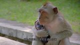 峨眉山猴子最怕的东西，拿出来一亮，猴子看到就躲一边