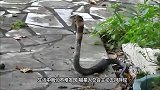 喵星人为什么不怕毒蛇猫咪每次都把毒蛇当玩具，说出来都不敢相信