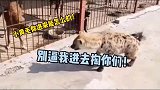 当鬣狗遇到家狗，差点把狗腿咬掉！