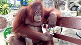 一只可爱的猩猩，在动物园的长凳上，细细品味着人们给的美食！
