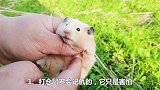 小仓鼠调皮可爱还会咬人，但是千万不要打仓鼠，要训练仓鼠不咬人