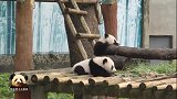 奶爸给两只熊猫宝宝布置了卖萌任务，小可爱们努力完成