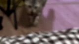 猫猫在外面叼了金色圆环，特意送给主人