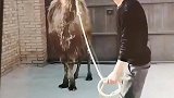 这骆驼老六又想着吐口水