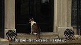 猫咪出门玩累了”公然使唤“警卫开门 警卫小哥 太暖心