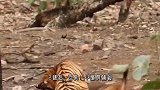 趁野猪喝水放松警惕，老虎迅猛一击，成功捕杀野猪！