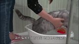 当主人买了一个机器恐龙回家后，猫咪走路变成这样的！