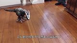当主人买了一个机器恐龙回家后，猫咪走路变成这样的！