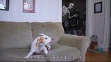 狗狗正看恐怖片，不料骷髅突然出现在身后，忍住别笑