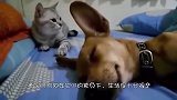 狗狗使出“臭屁攻击”，突如其来的生化武器，让猫咪措手不及
