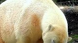 动物园的北极熊生日礼物是一桶冰块，也只有生日才能找到家的感觉