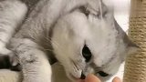 萌宠：猫咪以为主人有了别的猫，它竟向主人大打出手，占有欲太强