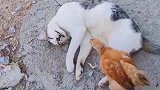 这一幕把人看呆，小鸡招惹猫咪被调戏了