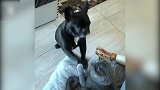 看见猫咪在椅子上，狗狗去找猫咪玩耍，真是太好玩了！