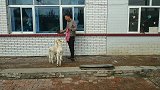 小山羊长这么大，第一次穿上新衣服，看把它们高兴的