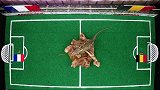 世界杯成动物秀！变色龙预测1/4决赛法国将胜比利时