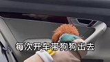 开车带狗狗出去玩要注意安全