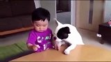 狗狗搞笑视频大全，搞笑狗狗和宝宝在一块儿，谁能忍住不大笑！