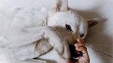 田园犬旺财被扼住狗嘴是认命还是拼命挣扎？