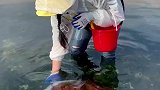 女子拿小桶赶海遇到超大海蜇，呼叫老爸远程指导