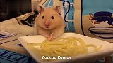 仓鼠吃意大利面，这小表情，也太萌了