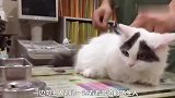 小猫咪打针，一脸的惊恐，主人赶紧抱抱安慰