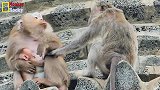 猴妈妈不允许埃琳娜触摸猴宝宝，这只猴子的态度让猴妈很讨厌！