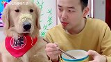 金毛让主人去煮泡面，狼吞虎咽后还谎称没吃，把主人耍的团团转