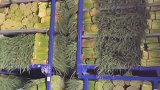 老板把蒜薹放在地窖，留着冬天涨价以后再卖，生意人就是会做买卖